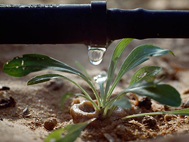 a drip irrigation installation in Bakersfield, CA